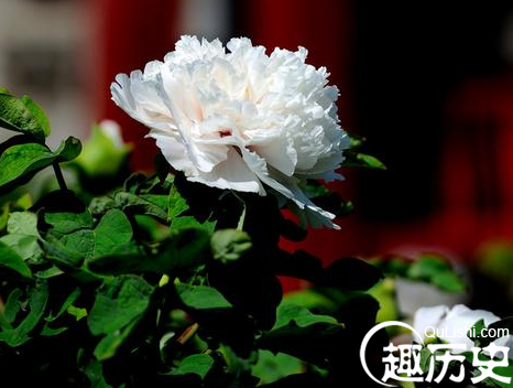男人用情不专一为什么叫“花心”?