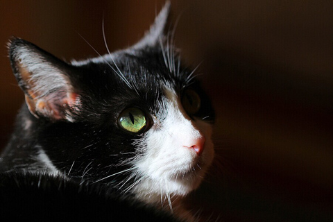 猫-我三次虐猫的报应(图文) 猫-我三次虐猫的报应(图文)