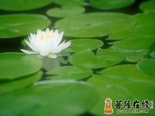 佛教-心中无景 看不到花开 佛教-心中无景 看不到花开