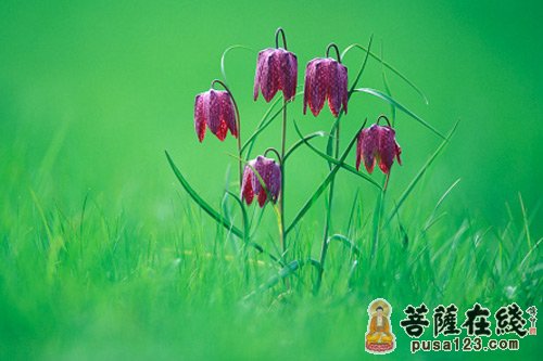 释迦牟尼-采花献佛 释迦牟尼-采花献佛