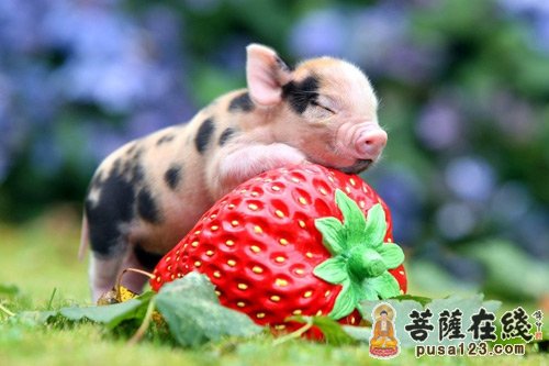 佛教-被迫杀猪三年 念佛往生极乐 佛教-被迫杀猪三年 念佛往生极乐