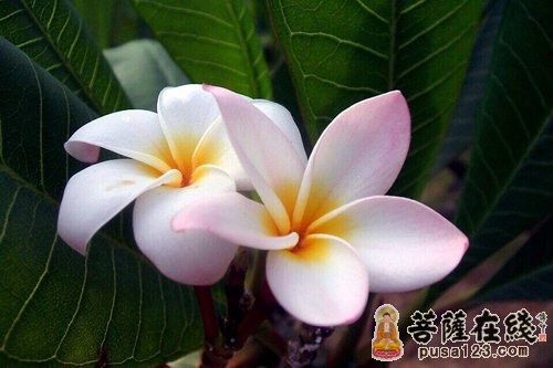佛教-永恒的生命 佛教-永恒的生命