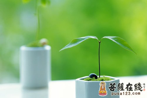 佛教-老鼠听经往生 佛教-老鼠听经往生