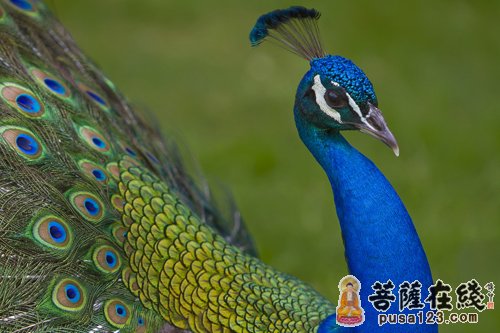 孔雀王移情别恋被诱捕 孔雀王移情别恋被诱捕