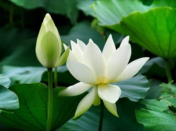 佛教-念纯大师念佛安坐而逝,散发香气历久不散 佛教-念纯大师念佛安坐而逝,散发香气历久不散