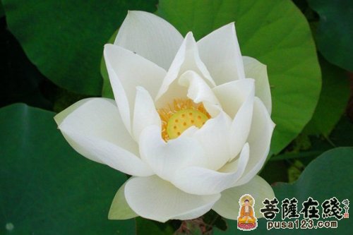 佛教-小布施与大布施 佛教-小布施与大布施