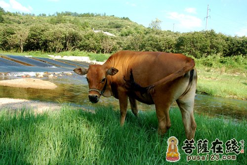 读书-牛犊救母偷刀自吞 耕田力作报答恩人 读书-牛犊救母偷刀自吞 耕田力作报答恩人