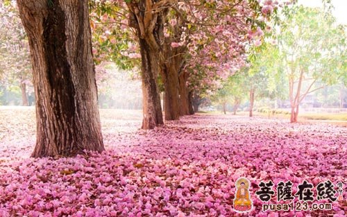 闲看庭前花开花落 宠辱不惊 闲看庭前花开花落 宠辱不惊