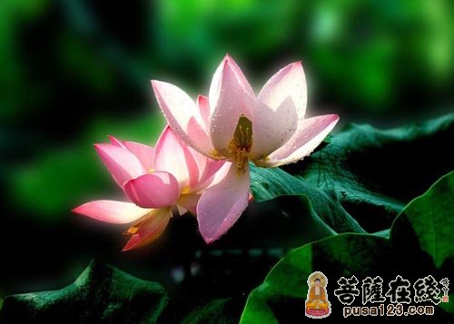 佛教-这就是往生的样子 佛教-这就是往生的样子