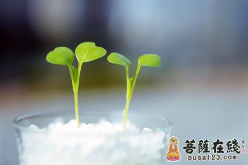 释迦牟尼-相者的预言 释迦牟尼-相者的预言