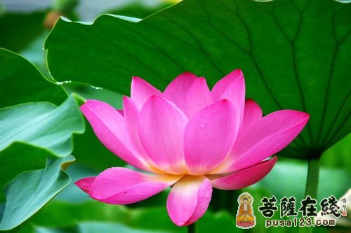 善良不仅是美德 而且是护身符 善良不仅是美德 而且是护身符