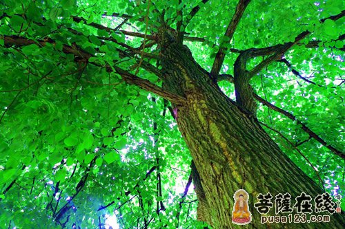 菩提树下-菩提树下阿弥陀佛 菩提树下-菩提树下阿弥陀佛
