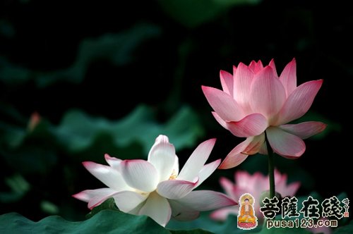 佛教-一个佛教故事