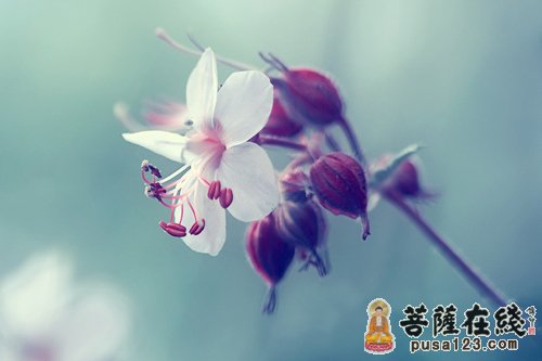 释迦牟尼-新的信念 释迦牟尼-新的信念