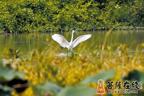 饮水思源-饮水思源 鸟兽报恩 饮水思源-饮水思源 鸟兽报恩