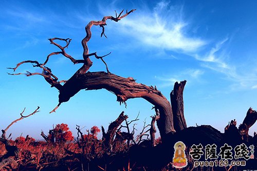 苹果树-做一颗永远结果实的树 苹果树-做一颗永远结果实的树