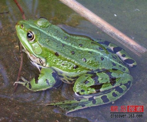 为何著名餐馆老板的脸已变成动物脸,令小偷几乎吓晕?老板已无法见人 为何著名餐馆老板的脸已变成动物脸,令小偷几乎吓晕?老板已无法见人