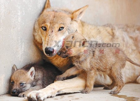 老狼-感动打猎者的狼 老狼-感动打猎者的狼