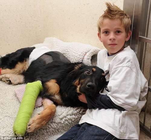 狗-忠犬车前救小主人性命,自己被撞受重伤 狗-忠犬车前救小主人性命,自己被撞受重伤