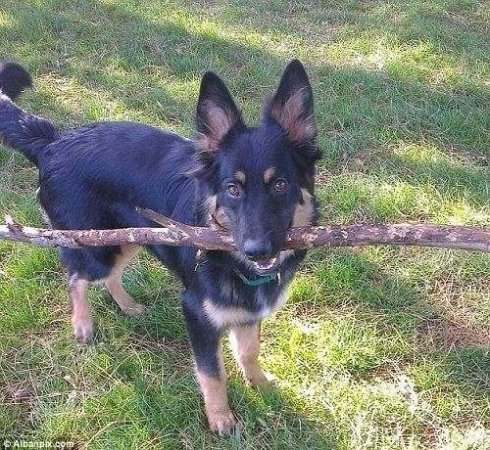 狗-忠犬车前救小主人性命,自己被撞受重伤 狗-忠犬车前救小主人性命,自己被撞受重伤