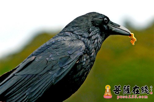 乌鸦-穷也兼济天下的乌鸦 乌鸦-穷也兼济天下的乌鸦