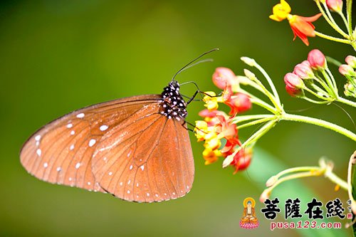 毛毛虫-毛毛虫是怎么过河的