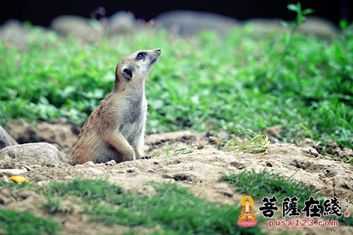 是贪欲葬送了它 是贪欲葬送了它