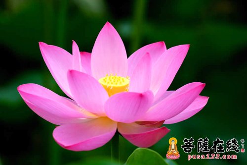 释迦牟尼-生从何来 死往何去 释迦牟尼-生从何来 死往何去