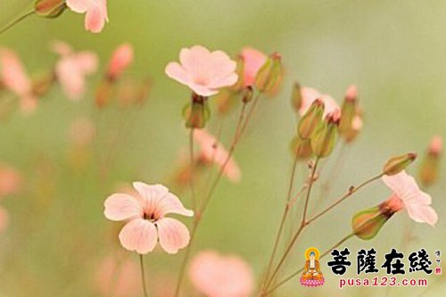 佛教-礼佛听法容貌变美 佛教-礼佛听法容貌变美
