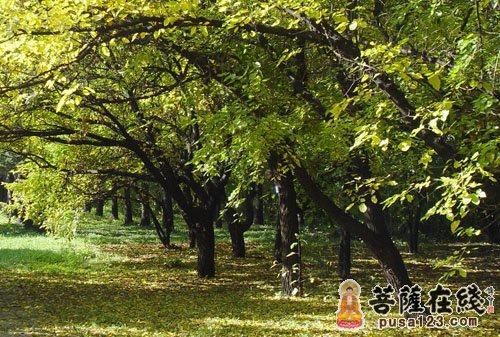 王祜植槐 王祜植槐