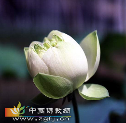 文化-艳诗悟禅 (图文) 文化-艳诗悟禅 (图文)