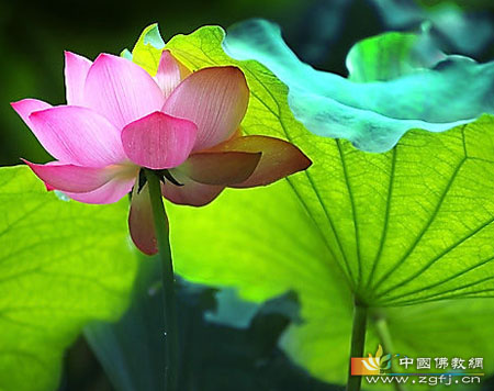 修心需一尘不染(图文) 修心需一尘不染(图文)