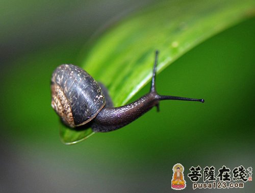 佛教-扇不凉的糖浆 佛教-扇不凉的糖浆