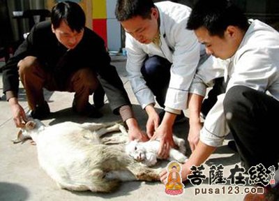 小羊-大连“小羊藏刀救母” 小羊-大连“小羊藏刀救母”