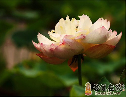 佛教-口吐莲花,被埋生还 佛教-口吐莲花,被埋生还