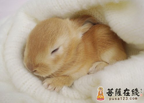 救下小兔,母兔来寻 救下小兔,母兔来寻