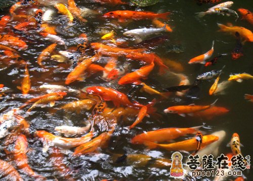佛教-念佛、放生治愈了我的绝症 佛教-念佛、放生治愈了我的绝症