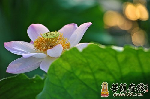 佛教-愚痴者只看外表 佛教-愚痴者只看外表