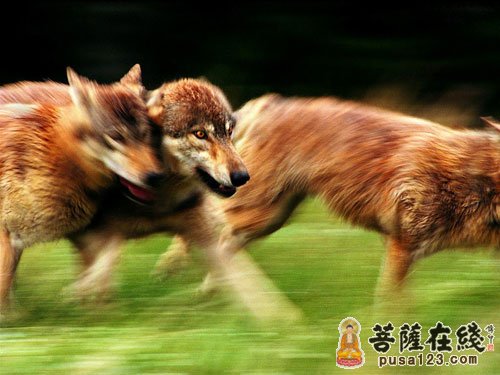 老狼-一只自杀的狼 老狼-一只自杀的狼