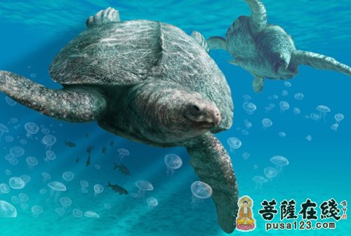 乌龟-报恩的大海龟 乌龟-报恩的大海龟