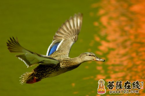 爱情故事-捕杀鸟禽果报