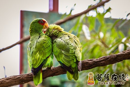 共命鸟 共命鸟