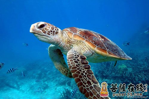 乌龟-放生的乌龟知恩图报,十六年后搭救恩人孩子 乌龟-放生的乌龟知恩图报,十六年后搭救恩人孩子