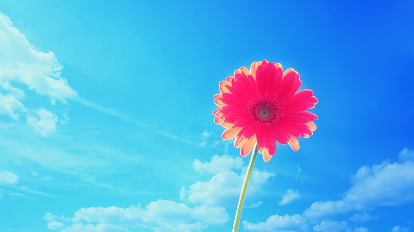 文化-焦黑面孔恢复美貌 文化-焦黑面孔恢复美貌