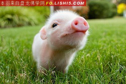 社会万象-辱骂母亲投胎变猪,托梦儿子恳请救赎 社会万象-辱骂母亲投胎变猪,托梦儿子恳请救赎