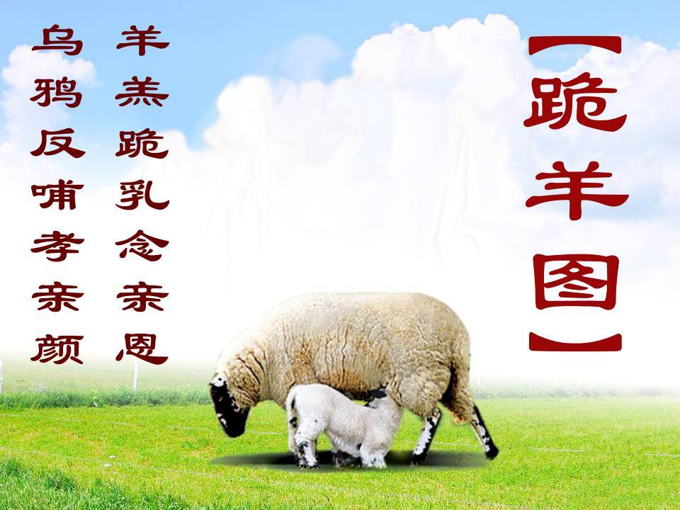 乌鸦-羔羊跪乳乌鸦反哺的故事