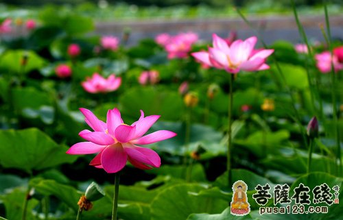 观音-念观音圣号提前合掌往生 观音-念观音圣号提前合掌往生