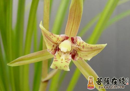 兰花-种的是兰花而非生气 兰花-种的是兰花而非生气