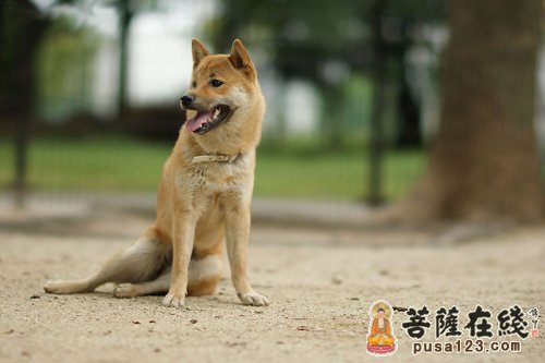 佛教-佛教故事:守财狗 佛教-佛教故事:守财狗