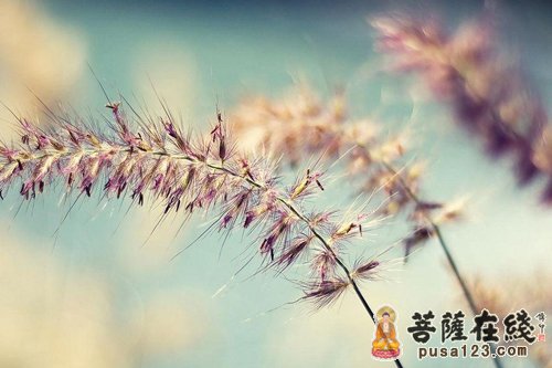 龙树菩萨-龙树菩萨的故事 龙树菩萨-龙树菩萨的故事